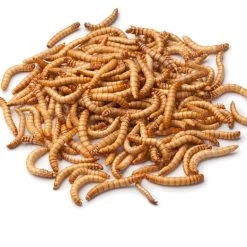 Live Mealworms-Bulk Options