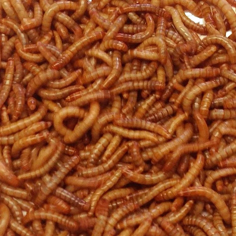 Live Mealworms-Bulk Options - Image 2