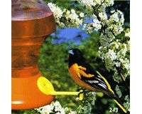 Oriole Feeder Combo Packge - Image 3