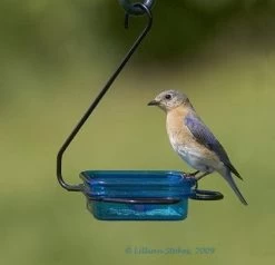 Fruit-Jelly-Mealworm Feeder - Hanging