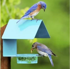 Fence-Post Bluebird Feeder- Blue Or Orange