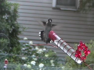 Charmer Hand-Held Hummingbird Feeder Set - Image 2
